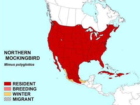 Image of mockingbirds and thrashers