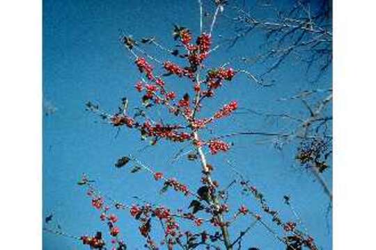 Image of possumhaw