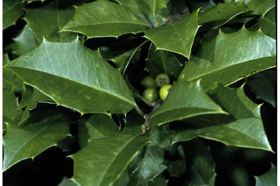 Image of American holly