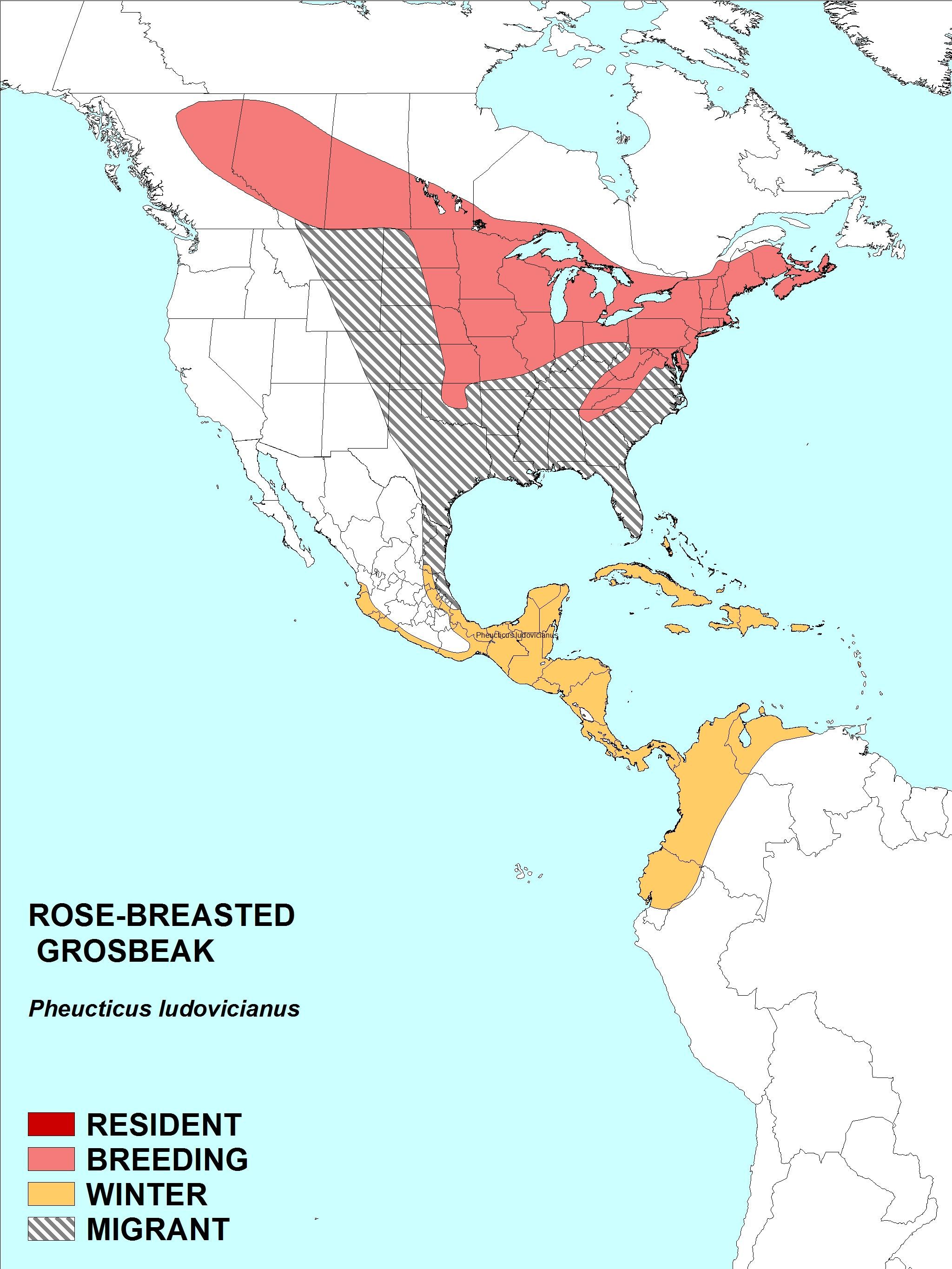 Image of Rose-breasted Grosbeak