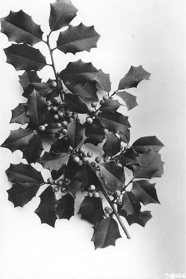 Image of American holly