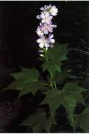 Image of streambank wild hollyhock