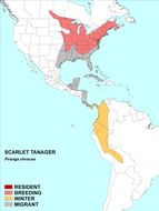 Image of Scarlet Tanager