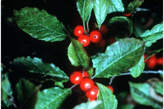 Image of Michigan holly