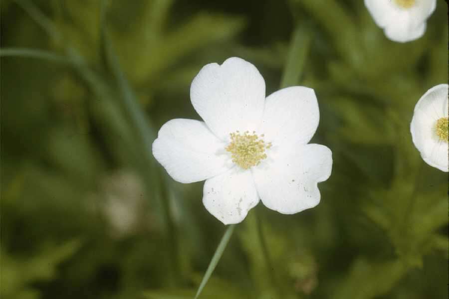 Image of Canadian anemone