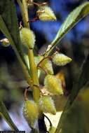 Image of spotted snapweed