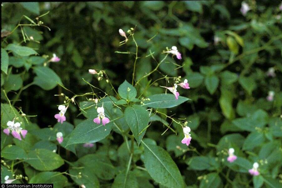 Impatiens balfourii Hook. fil. resmi