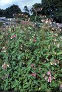 Image of Himalayan balsam