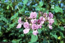 Impatiens glandulifera Royle resmi