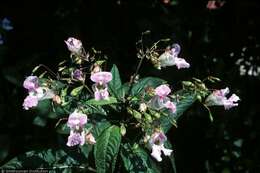 Image of Himalayan balsam