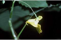 Impatiens pallida Nutt. resmi