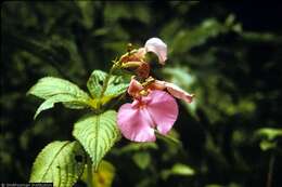 Impatiens resmi