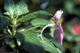 Impatiens resmi