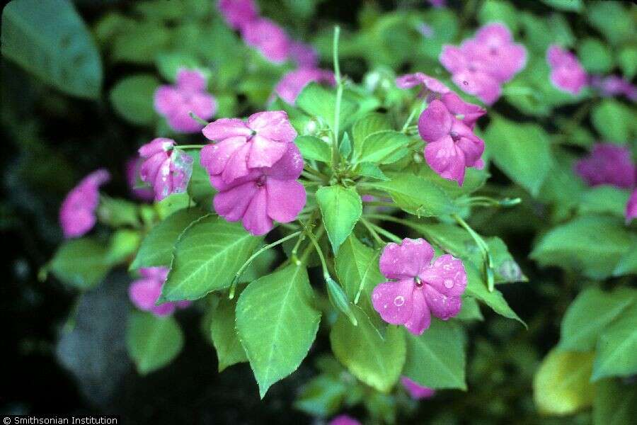 Impatiens resmi