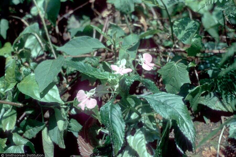 Impatiens resmi