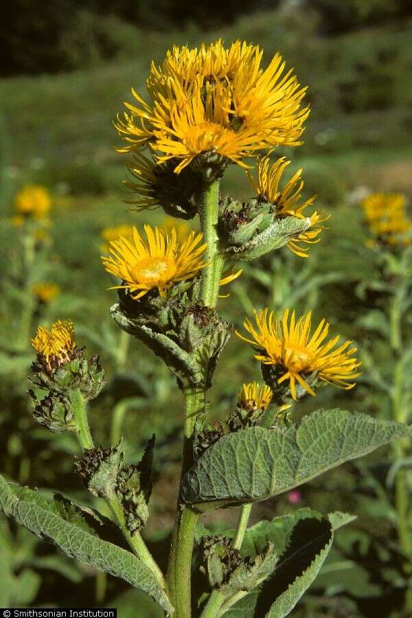 Image of Elecampane