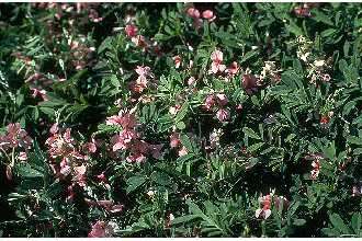 Imagem de Indigofera miniata Ortega