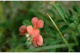 Imagem de Indigofera miniata Ortega