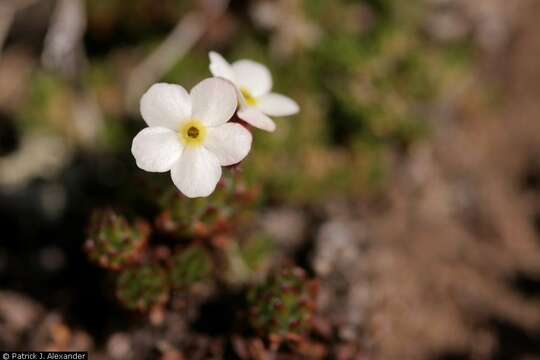 Image of Sweet-Flower Rock-Jasmine