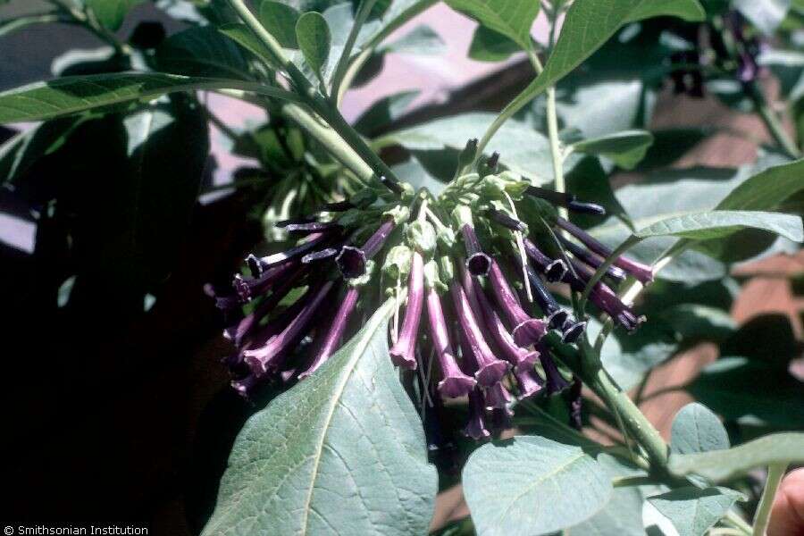 Image of Iochroma cyaneum (Lindl.) M. L. Green