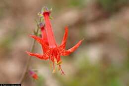 Image of Scarlet Gilia