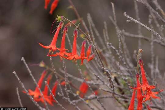 Image of Scarlet Gilia