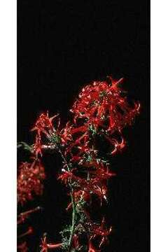 Image of scarlet gilia