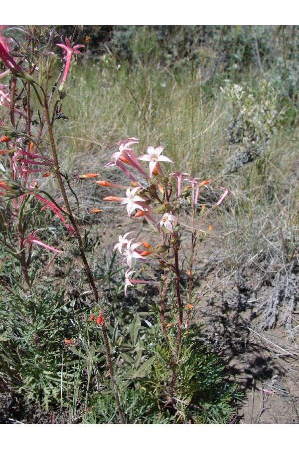 Image of scarlet gilia