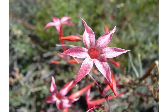 Image of scarlet gilia