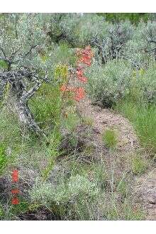 Image of scarlet gilia