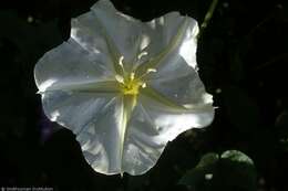 Image of Moonflower or moon vine