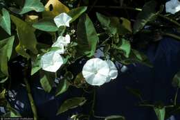 Image of water spinach