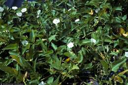 Image of water spinach