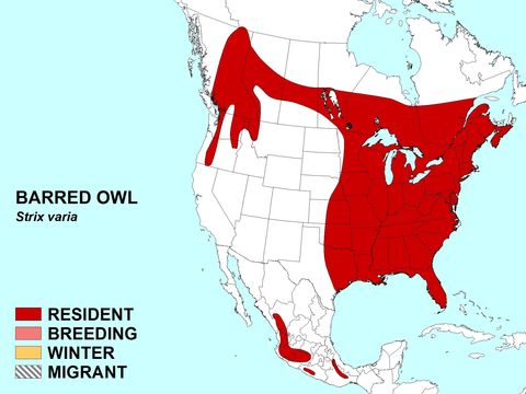 Image of Barred Owl