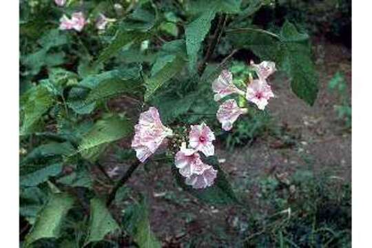 Слика од Ipomoea carnea subsp. fistulosa (Mart. ex Choisy) D. F. Austin