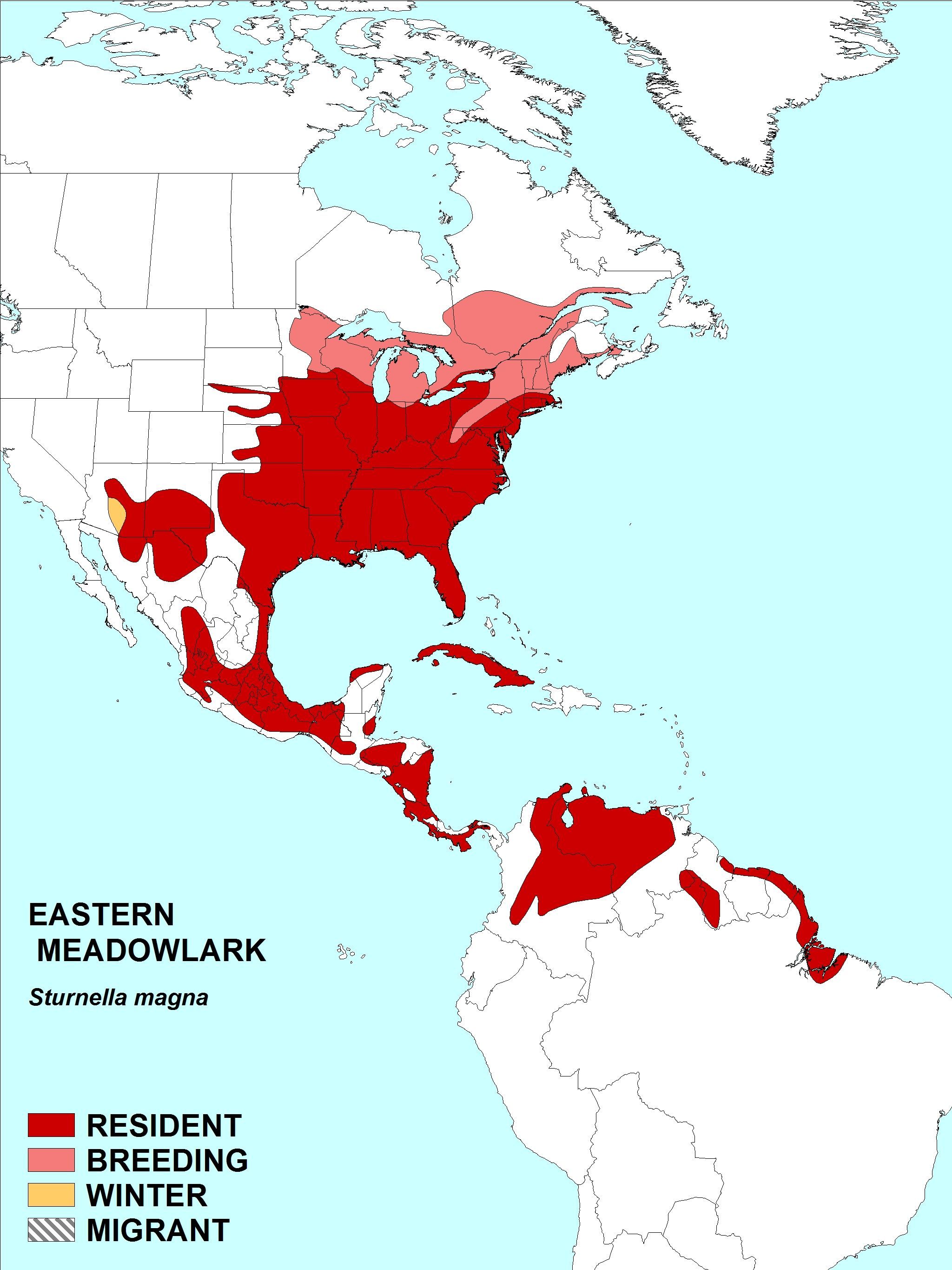 Image of Meadowlark