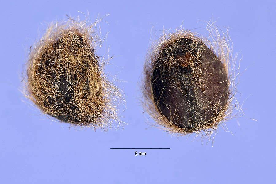 Слика од Ipomoea carnea subsp. fistulosa (Mart. ex Choisy) D. F. Austin