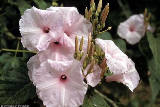 Imagem de Ipomoea carnea subsp. fistulosa (Mart. ex Choisy) D. F. Austin