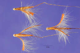 Image of Colombian bluestem