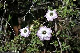 Слика од Ipomoea eggersii (House) D. F. Austin