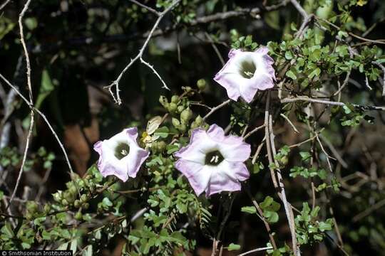 Слика од Ipomoea eggersii (House) D. F. Austin