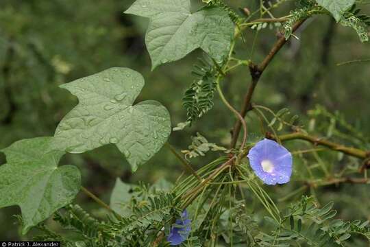 Ipomoea hederacea (L.) Jacquin resmi