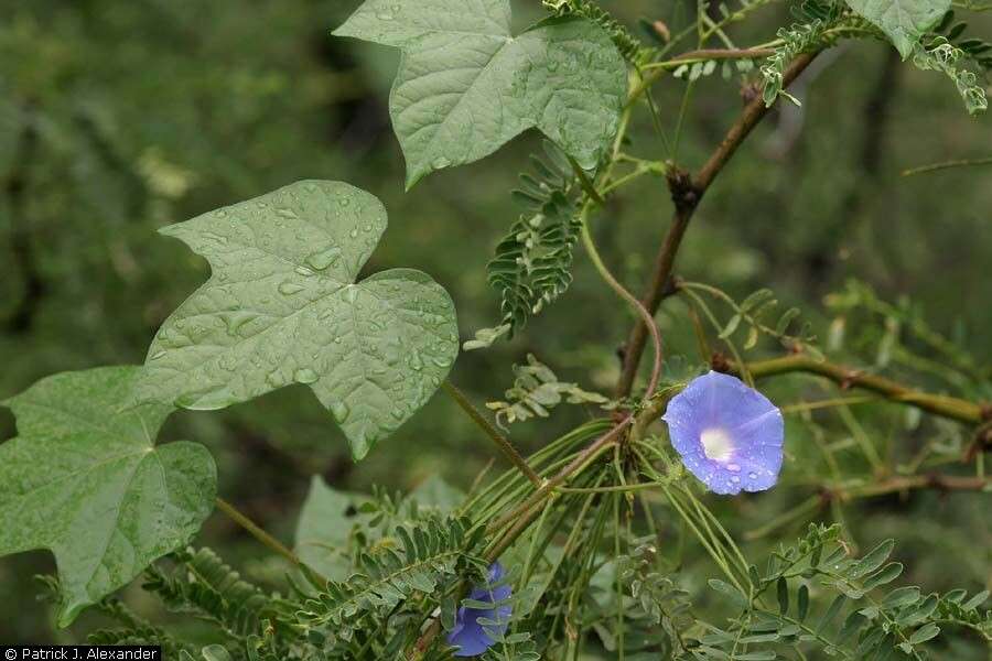 Image of Ivyleaf morning-glory