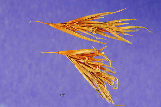 Image of Colombian bluestem