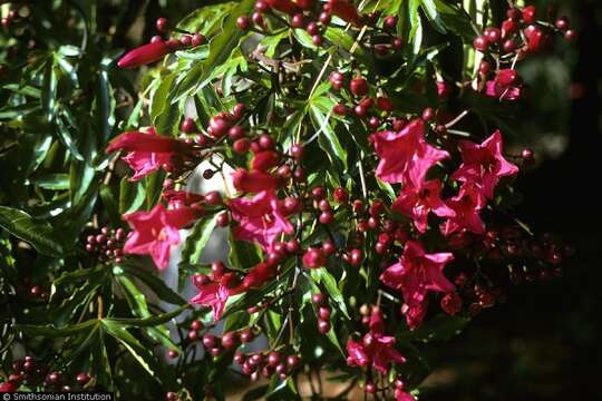 Ipomoea horsfalliae Hook. resmi