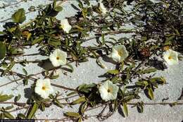 Image of beach morning-glory