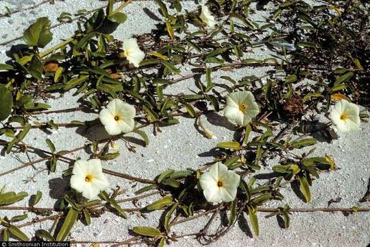 Ipomoea imperati (Vahl) Griseb. resmi