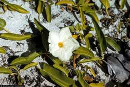 Image of beach morning-glory