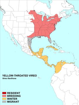 Image of Vireo Vieillot 1808