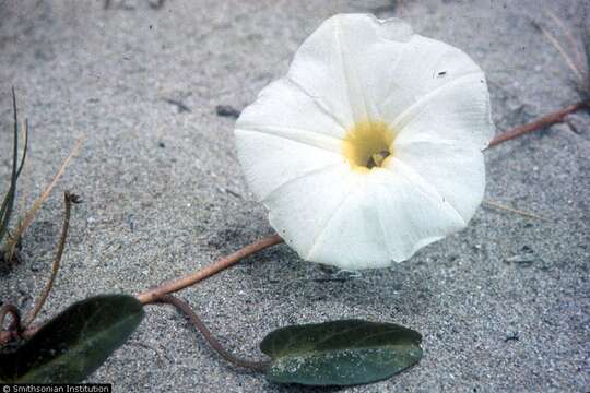 Ipomoea imperati (Vahl) Griseb. resmi